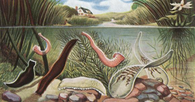 1865 trading card featuring leeches, worms and planaria