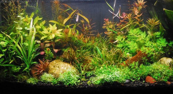 A heavily planted aquarium with CO2