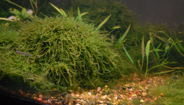 moss growing in a mound on the bottom of an aquarium.