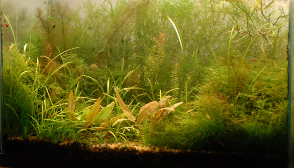 Planted low-tech aquarium with mosses, crypts, pygmy chain sword and red foxtail.