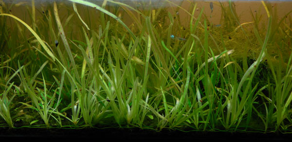 Aquarium with over growth of Valisneria blocking the view.